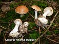 Leucocortinarius bulbiger-amf2065